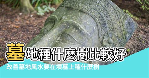 墓地種樹|墓園適合種什麼樹 